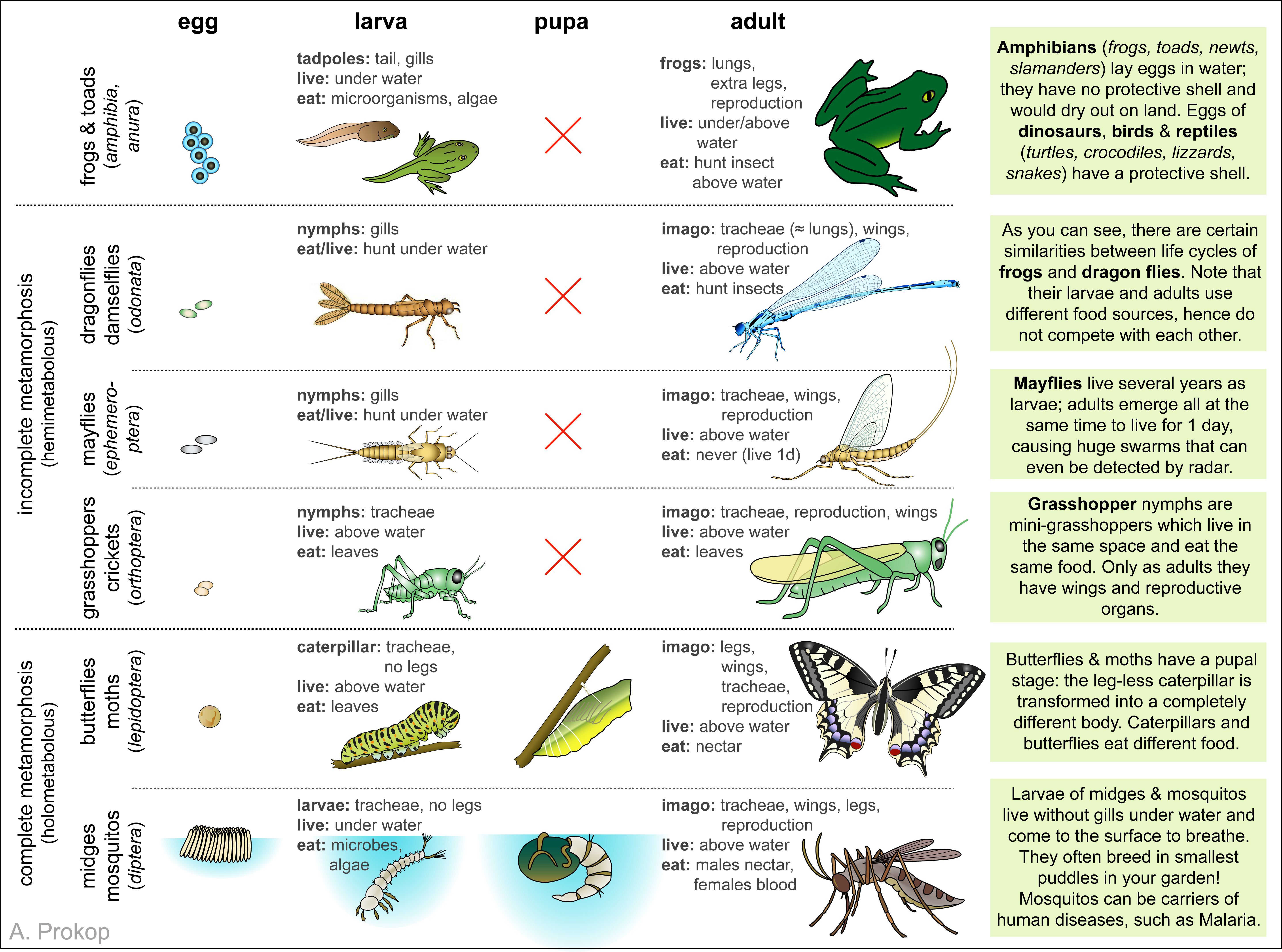 Hammerhead reccomend Mature insect post metamorphasis