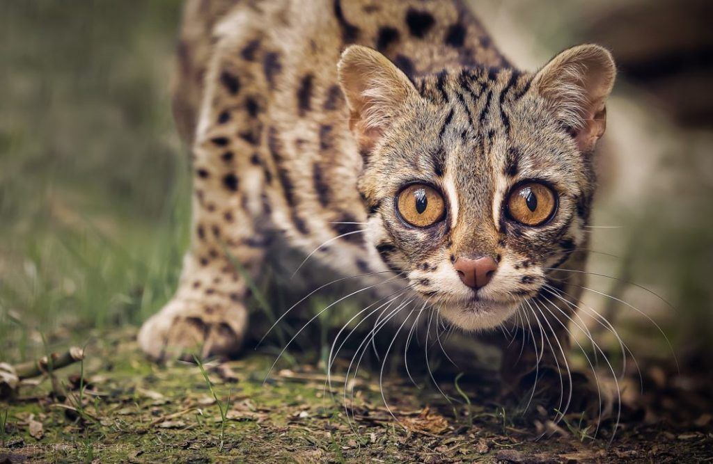 Asian lepard cat