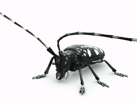 Red T. reccomend Asian longhorned beetles natural predators