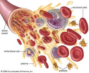 Rhubarb reccomend Mature rbc cellular hemoglobin content