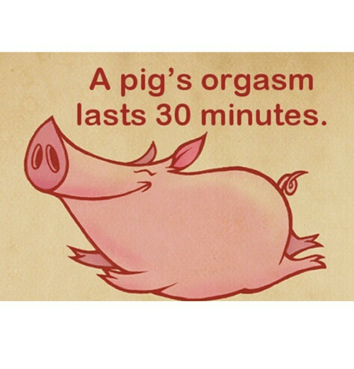 best of Lasts A pigs orgasm