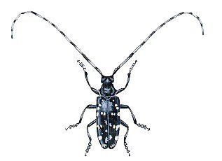 Asian longhorned beetles natural predators