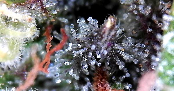 best of Cannabis trichomes Mature