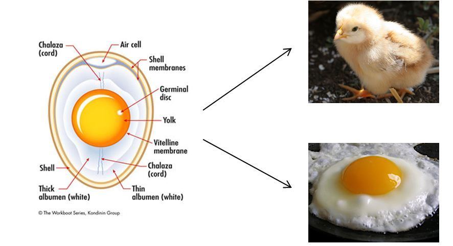 Helmet reccomend By egg fertilized happens mature not sperm when