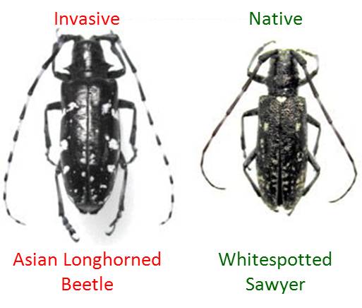 Asian longhorned beetles natural predators