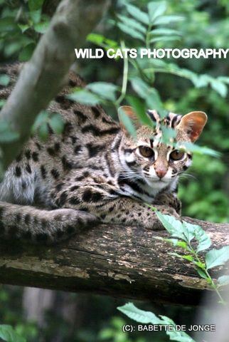 Duchess reccomend Asian lepard cat