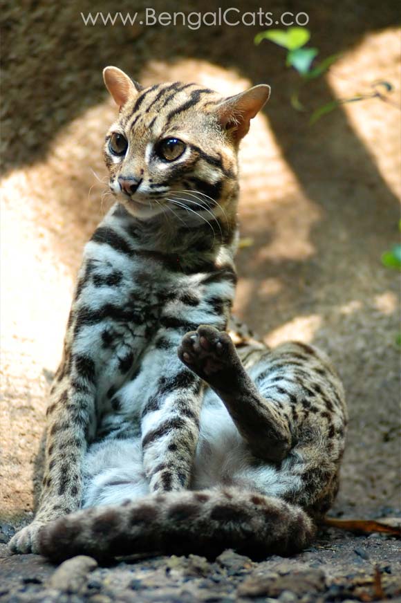 best of Lepard cat Asian