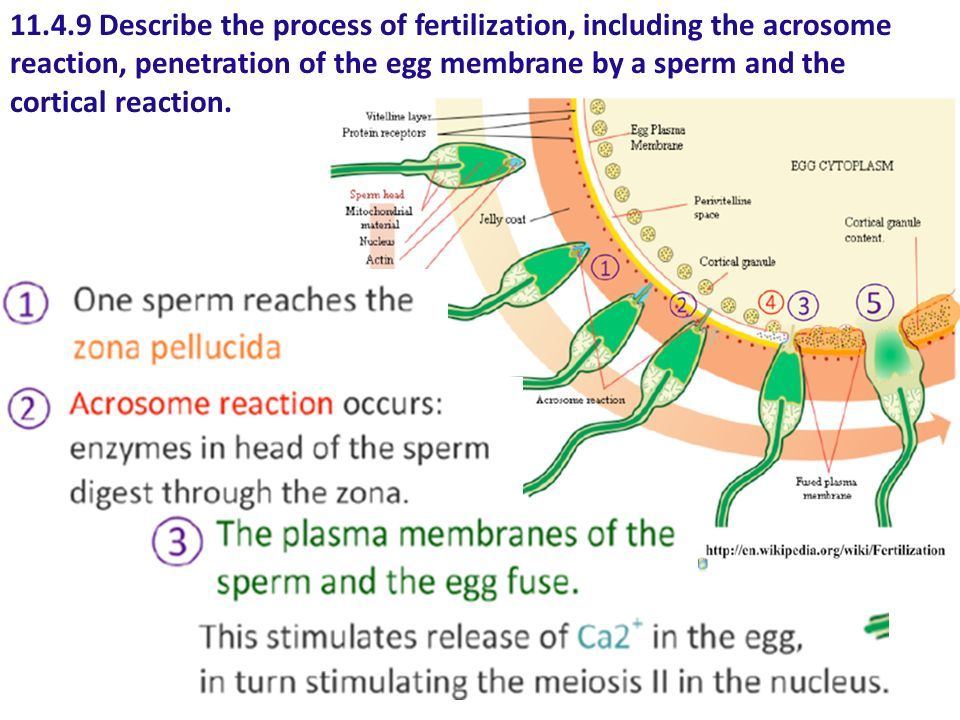 best of Not mature happens By sperm egg when fertilized