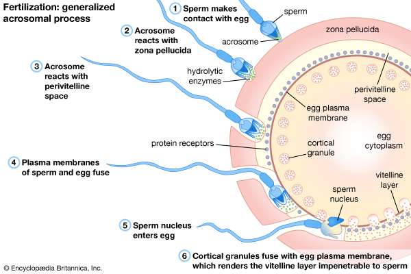 Galaxy recomended mature happens when fertilized egg By not sperm
