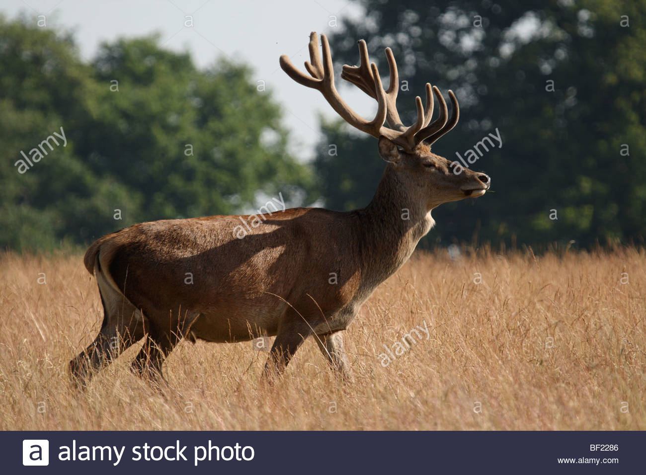 ZB reccomend Mature male red deer