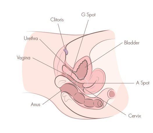 Clitoris orgasm stages