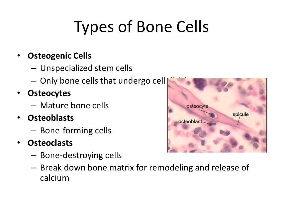 Cosmos reccomend Mature bone cells are called