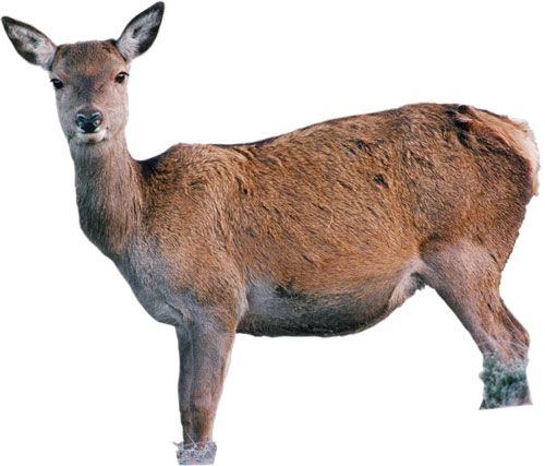 Nightcap reccomend Mature male red deer