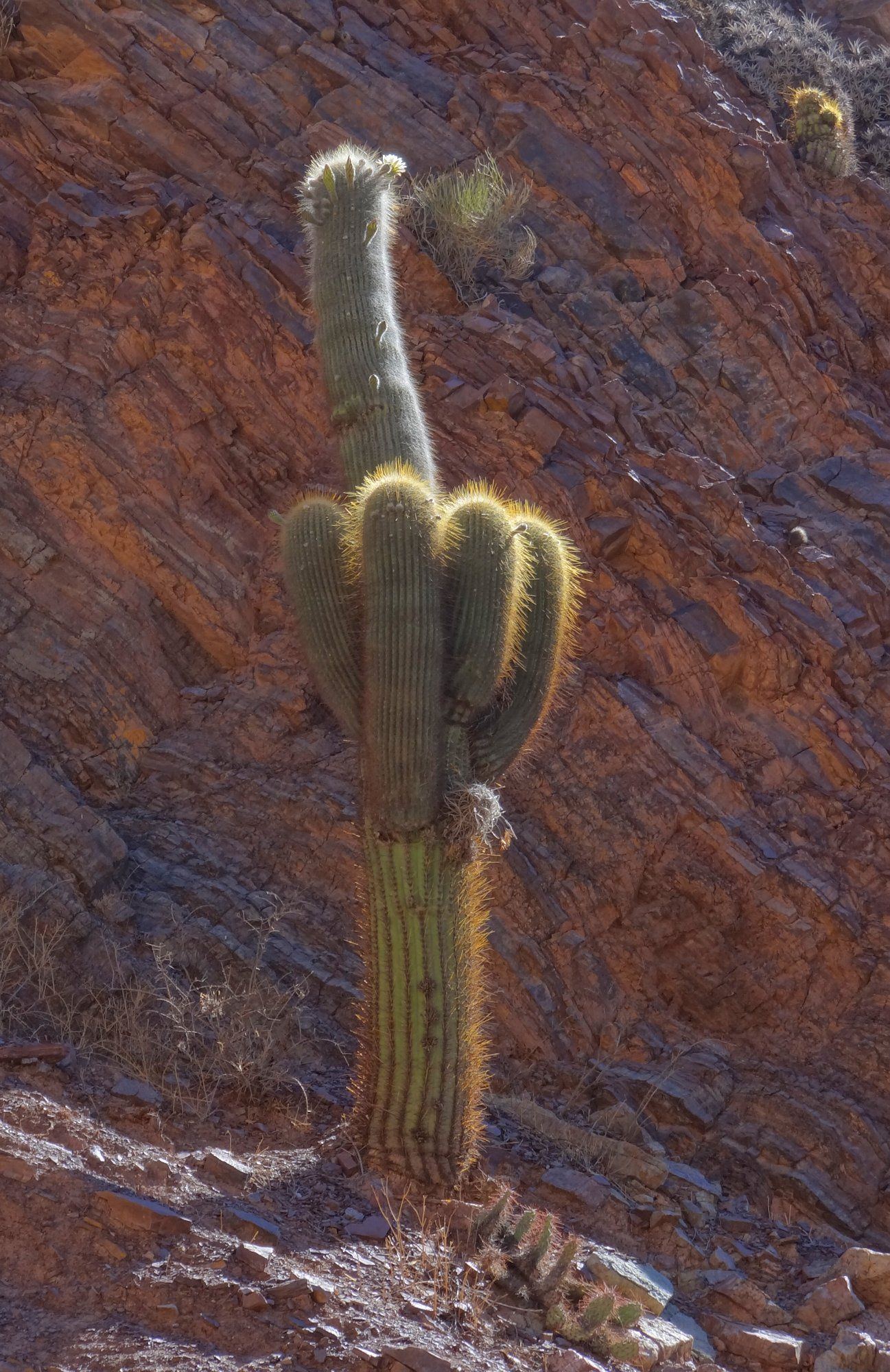 Sagauro cactus shaped dildos